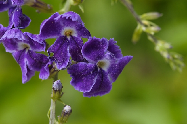 Fleurs Nanthawan Aout 2010-030